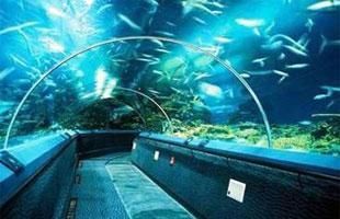 汕尾水族馆vs祥龙鱼场（汕尾水族馆与祥龙鱼场的区别） 全国水族馆企业名录 第5张