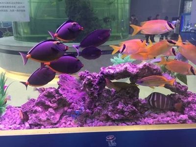 咸宁水族馆vs祥龙鱼场（咸宁水族馆与祥龙鱼场各有侧重） 全国水族馆企业名录 第1张