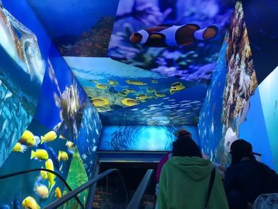 丽江水族馆vs祥龙鱼场（丽江水族馆与祥龙鱼场有什么区别？） 全国水族馆企业名录 第1张