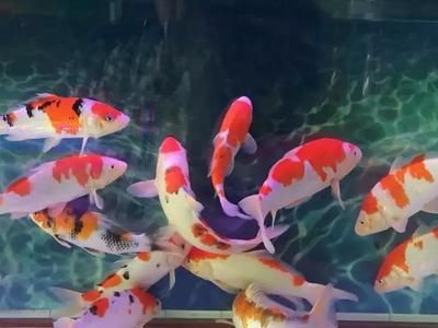 丽江水族馆vs祥龙鱼场（丽江水族馆与祥龙鱼场有什么区别？） 全国水族馆企业名录 第5张