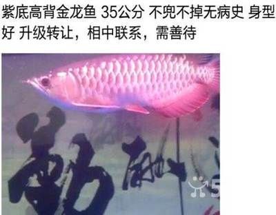 大庆龙鱼vs祥龙鱼场（大庆龙鱼与祥龙鱼场的区别） 全国水族馆企业名录 第2张