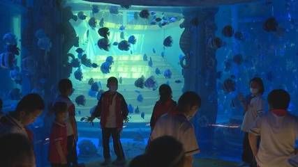 东营水族馆vs祥龙鱼场（东营水族馆与祥龙鱼场之间的差异之前需要明确两者的主要业务和特点） 全国水族馆企业名录 第1张