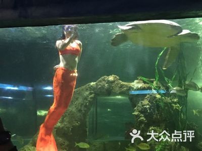 淮南水族馆vs祥龙鱼场（探讨淮南水族馆与祥龙鱼场之间的差异时，我们可以从多个角度分析） 全国水族馆企业名录 第1张