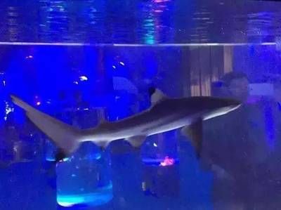 呼和浩特水族馆vs祥龙鱼场（呼和浩特水族馆与祥龙鱼场各有侧重） 全国水族馆企业名录 第2张