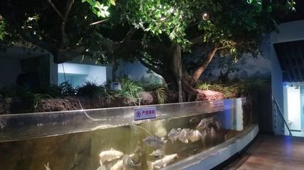 河池水族馆vs祥龙鱼场（河池水族馆和祥龙鱼场各有侧重） 全国水族馆企业名录 第2张