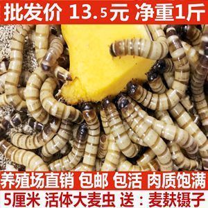 金昌龙鱼vs祥龙鱼场（金昌龙鱼和祥龙鱼场的信息） 全国水族馆企业名录 第1张