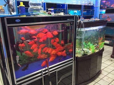 苏州水族馆vs祥龙鱼场（探讨苏州水族馆与祥龙鱼场之间的差异之前，我们需要明确基本信息和特点） 全国水族馆企业名录 第4张