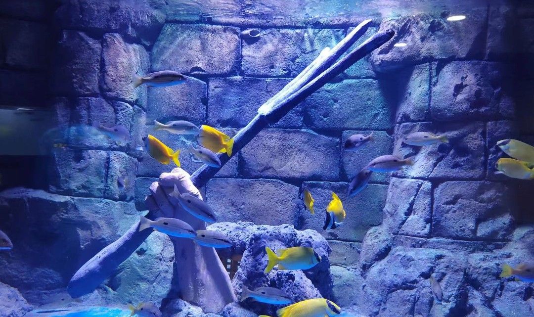 漯河水族馆vs祥龙鱼场（对比漯河水族馆和祥龙鱼场的相关信息） 全国水族馆企业名录 第3张