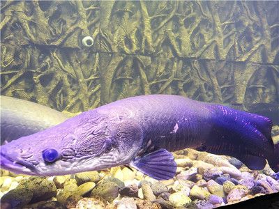 清远水族馆vs祥龙鱼场（探讨清远水族馆与祥龙鱼场之间的差异之前需要明确两者的基本信息和业务范围） 全国水族馆企业名录 第1张