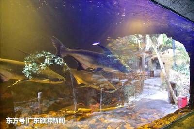 清远水族馆vs祥龙鱼场（探讨清远水族馆与祥龙鱼场之间的差异之前需要明确两者的基本信息和业务范围） 全国水族馆企业名录 第4张