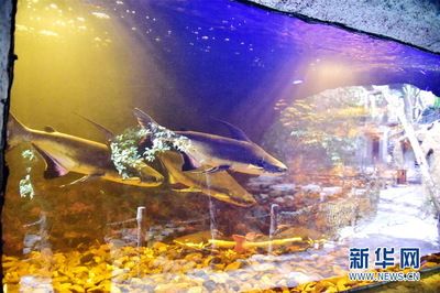 清远水族馆vs祥龙鱼场（探讨清远水族馆与祥龙鱼场之间的差异之前需要明确两者的基本信息和业务范围） 全国水族馆企业名录 第5张