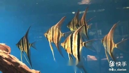 承德水族馆vs祥龙鱼场（承德水族馆和祥龙鱼场各有什么优势？） 全国水族馆企业名录 第2张