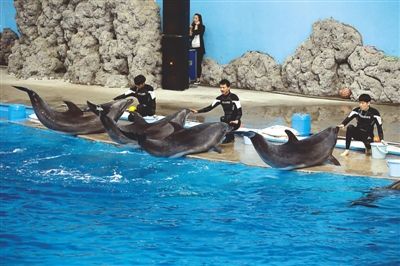 南平水族馆vs祥龙鱼场（南平水族馆和祥龙鱼场有什么区别？） 全国水族馆企业名录 第3张