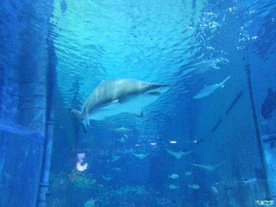 葫芦岛水族馆vs祥龙鱼场（葫芦岛水族馆和祥龙鱼场是与水族相关的场所，但它们之间存在区别） 全国水族馆企业名录 第3张