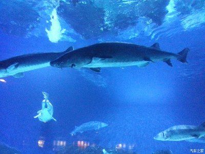 葫芦岛水族馆vs祥龙鱼场（葫芦岛水族馆和祥龙鱼场是与水族相关的场所，但它们之间存在区别） 全国水族馆企业名录 第2张