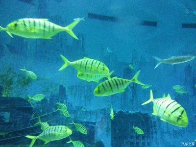 葫芦岛水族馆vs祥龙鱼场（葫芦岛水族馆和祥龙鱼场是与水族相关的场所，但它们之间存在区别） 全国水族馆企业名录 第4张