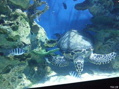 葫芦岛水族馆vs祥龙鱼场（葫芦岛水族馆和祥龙鱼场是与水族相关的场所，但它们之间存在区别） 全国水族馆企业名录 第5张