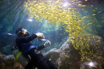 鹤壁水族馆vs祥龙鱼场（鹤壁水族馆和祥龙鱼场有什么区别？） 全国水族馆企业名录 第4张