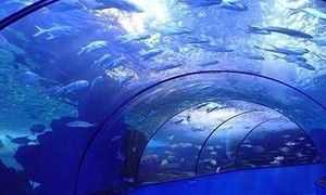 鹤壁水族馆vs祥龙鱼场（鹤壁水族馆和祥龙鱼场有什么区别？） 全国水族馆企业名录 第3张