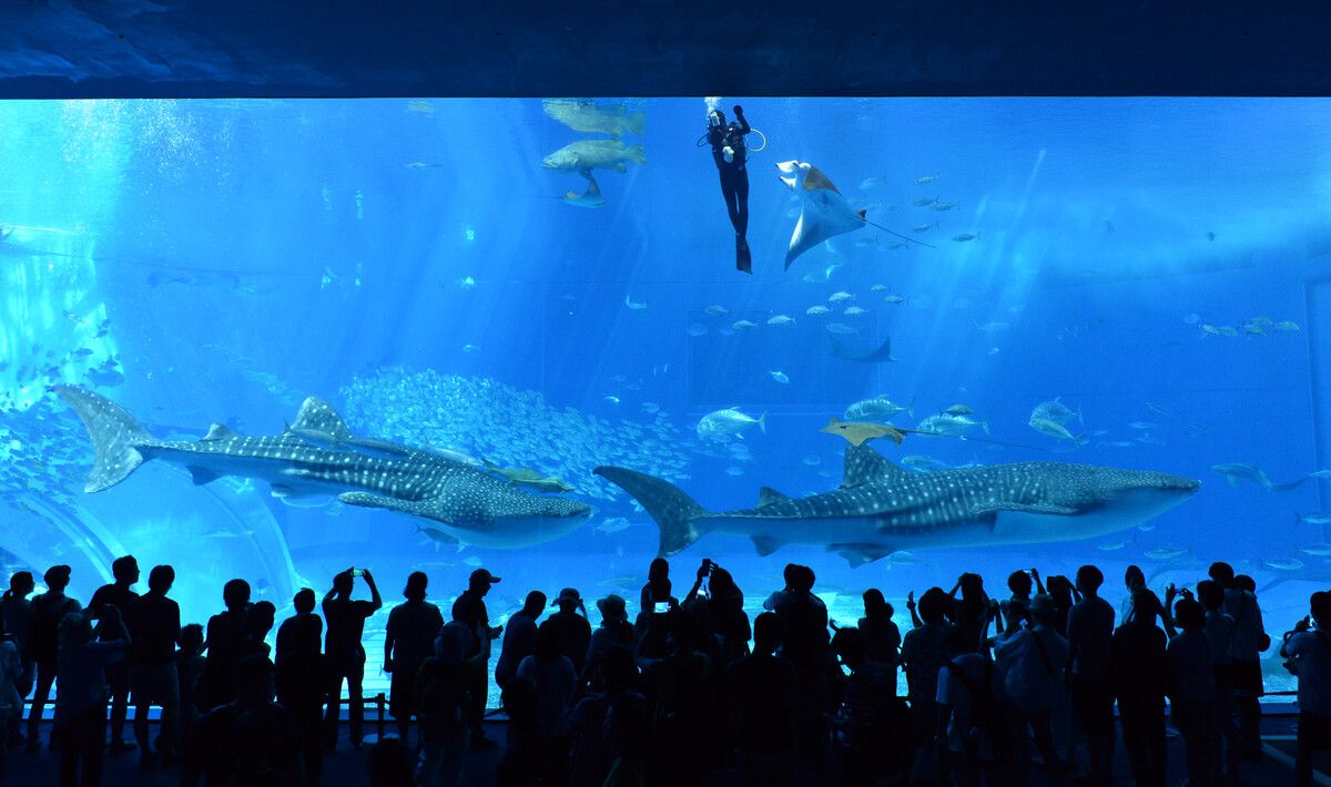 张掖水族馆vs祥龙鱼场（张掖市甘州区鑫水湾水族馆和祥龙鱼场各有特色） 全国水族馆企业名录 第5张