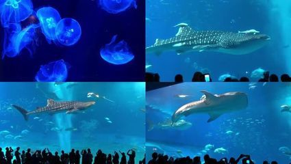 张掖水族馆vs祥龙鱼场（张掖市甘州区鑫水湾水族馆和祥龙鱼场各有特色） 全国水族馆企业名录 第4张