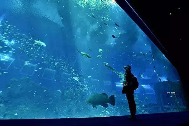 牡丹江水族馆vs祥龙鱼场（牡丹江水族馆与祥龙鱼场各有其特色和优势） 全国水族馆企业名录 第5张