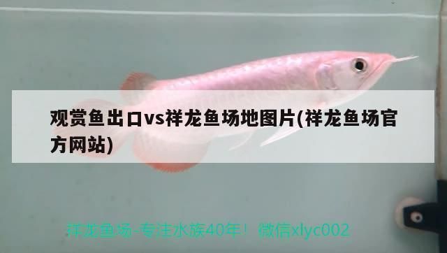 新余龙鱼vs祥龙鱼场（探讨新余龙鱼与祥龙鱼场的区别之前） 全国水族馆企业名录 第1张