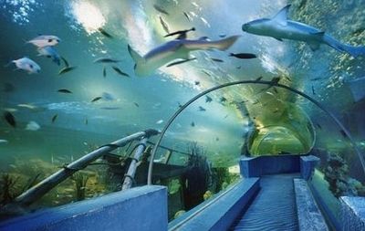 镇江水族馆vs祥龙鱼场（镇江水族馆和祥龙鱼场哪个好） 全国水族馆企业名录 第5张