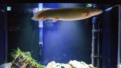 抚顺水族馆vs祥龙鱼场（抚顺水族馆和祥龙鱼场各有其独特的定位和功能） 全国水族馆企业名录 第4张