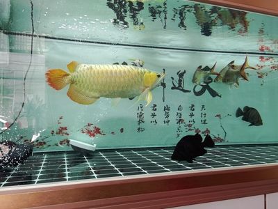 盘锦水族馆vs祥龙鱼场（盘锦水族馆和祥龙鱼场哪个好） 全国水族馆企业名录 第2张