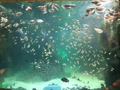 黄冈水族馆vs祥龙鱼场（探讨黄冈水族馆与祥龙鱼场之间的差异之前需要明确基本信息） 全国水族馆企业名录 第2张