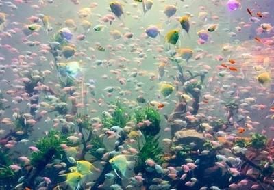 贺州水族馆vs祥龙鱼场（贺州水族馆在搜索结果中未找到具体信息） 全国水族馆企业名录 第1张