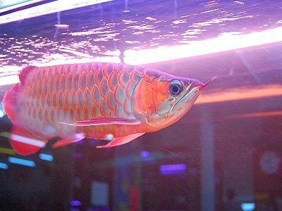 台湾水族馆vs祥龙鱼场（台湾水族馆与祥龙鱼场之间的差异之前，我们需要明确的搜索结果） 全国水族馆企业名录 第4张