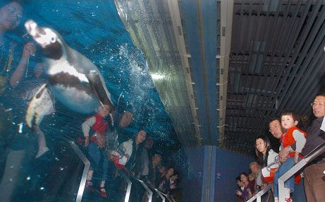 台湾水族馆vs祥龙鱼场（台湾水族馆与祥龙鱼场之间的差异之前，我们需要明确的搜索结果） 全国水族馆企业名录 第1张