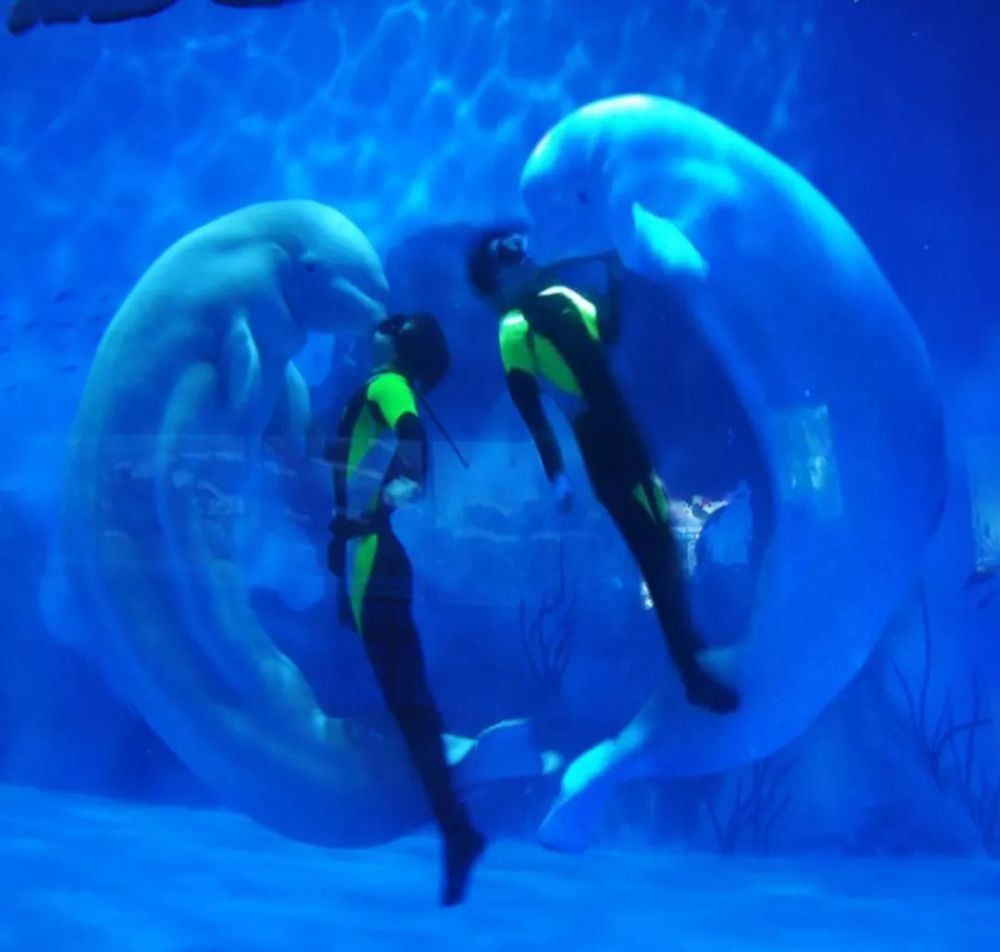 天津水族馆vs祥龙鱼场（天津水族馆与祥龙鱼场的区别） 全国水族馆企业名录 第4张