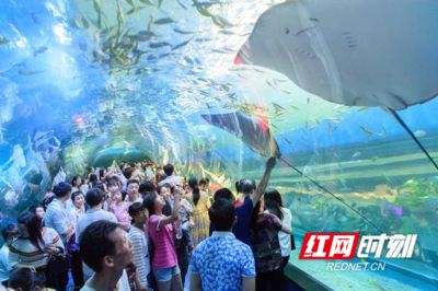 益阳水族馆vs祥龙鱼场（益阳水族馆与祥龙鱼场的区别） 全国水族馆企业名录 第1张