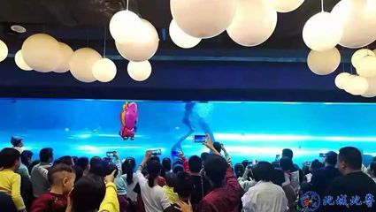 益阳水族馆vs祥龙鱼场（益阳水族馆与祥龙鱼场的区别） 全国水族馆企业名录 第2张