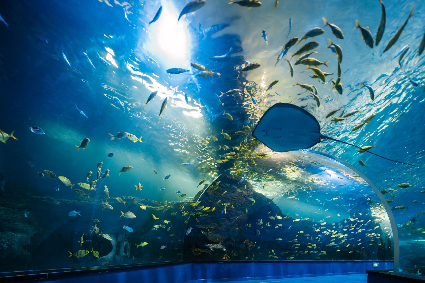 益阳水族馆vs祥龙鱼场（益阳水族馆与祥龙鱼场的区别） 全国水族馆企业名录 第5张