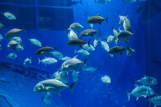 张家界水族馆vs祥龙鱼场（张家界水族馆与祥龙鱼场的区别） 全国水族馆企业名录 第1张