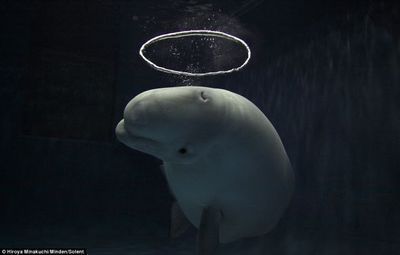 张家界水族馆vs祥龙鱼场（张家界水族馆与祥龙鱼场的区别） 全国水族馆企业名录 第3张