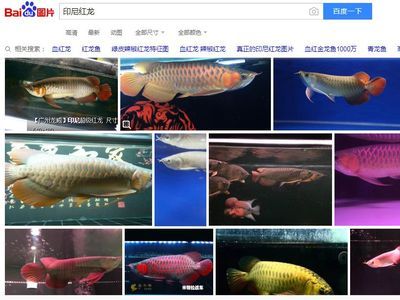 钦州水族馆vs祥龙鱼场（探讨钦州水族馆与祥龙鱼场之间的差异之前需要了解这两者的背景信息） 全国水族馆企业名录 第3张