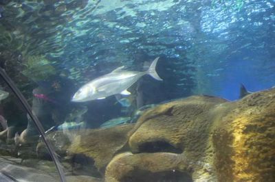 铁岭水族馆vs祥龙鱼场（铁岭水族馆与祥龙鱼场各有特色） 全国水族馆企业名录 第1张