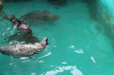 铁岭水族馆vs祥龙鱼场（铁岭水族馆与祥龙鱼场各有特色） 全国水族馆企业名录 第5张