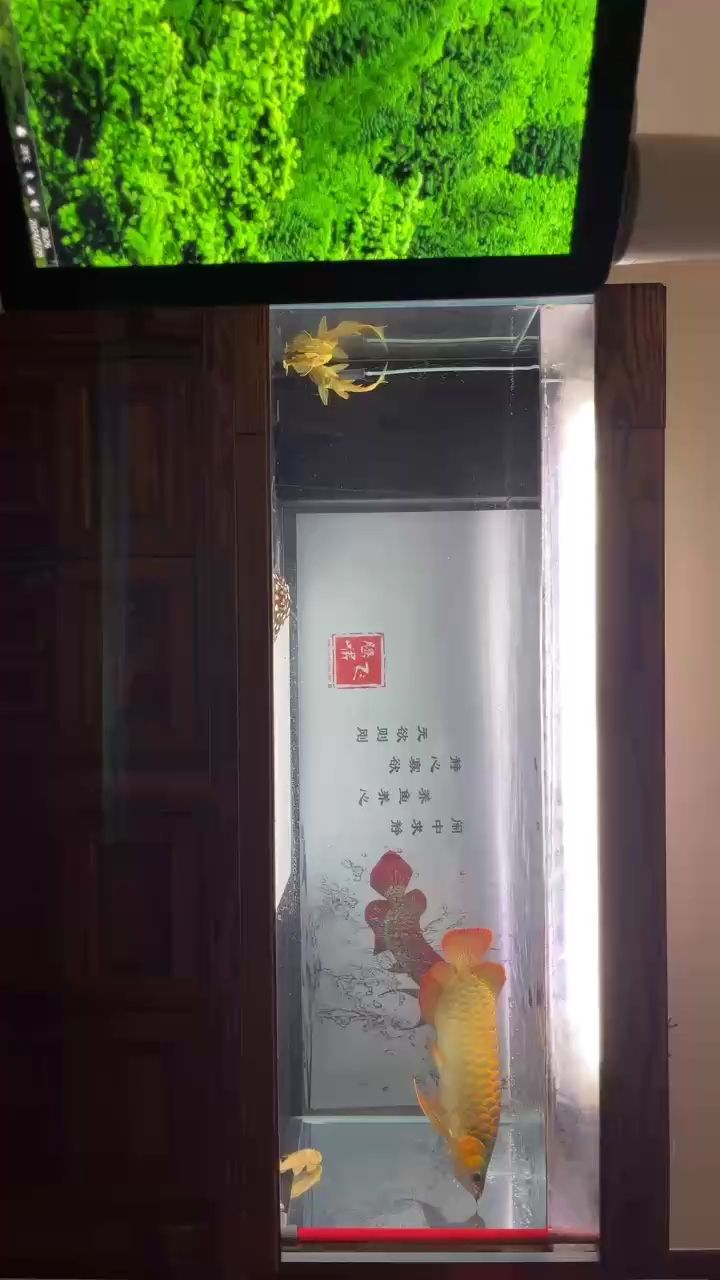 一天天红起来了（cxi8dwmc评论：大哥的红龙品相不错哦,北京老宁评论：挺好的） 观赏鱼论坛