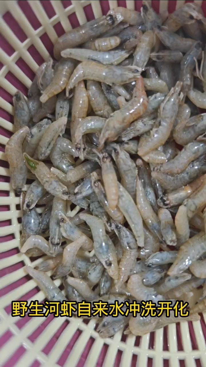 野生河虾喂食记（黄河口野生河虾，虾红素含量极高，是观赏鱼发色必不可少的食物）