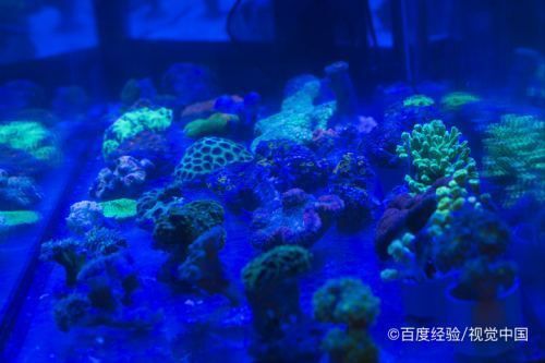 鱼缸里的水浑浊怎么办加什么变清澈（鱼缸里的水浑浊怎么办） 鱼缸百科 第1张