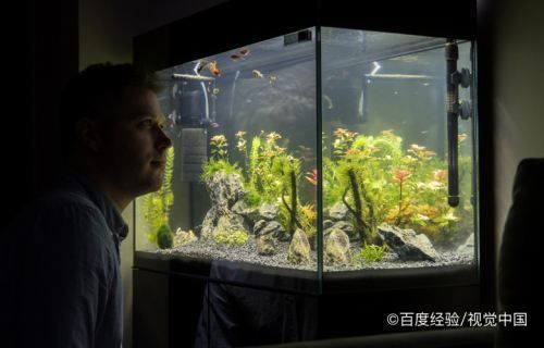 鱼缸里的水浑浊怎么办加什么变清澈（鱼缸里的水浑浊怎么办） 鱼缸百科 第4张