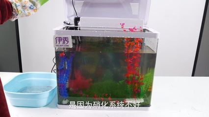 鱼缸绿藻怎么清除视频（清除鱼缸绿藻的方法） 鱼缸百科 第2张