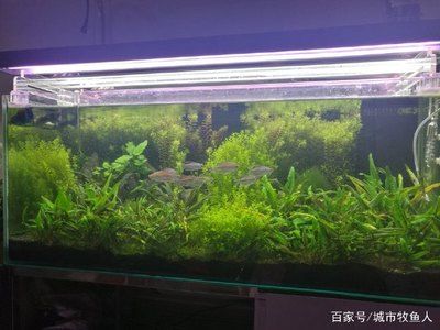 鱼缸增氧泵一天开多长时间合适（鱼缸增氧泵一天开多长时间合适鱼缸增氧泵的使用时间） 鱼缸百科 第5张