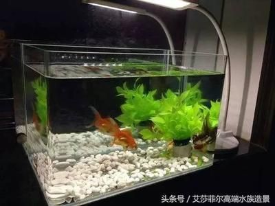 鱼缸注水之后视觉变形（鱼缸注水之后视觉变形是什么？） 鱼缸百科 第5张